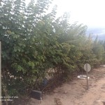 Rua