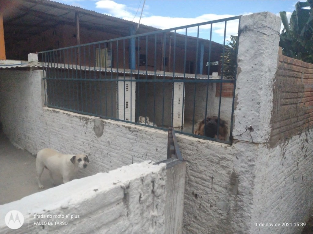 Canil com 3 vagas