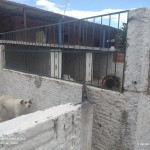 Canil com 3 vagas