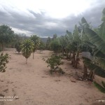 Quintal