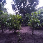 ID 17526 (6)